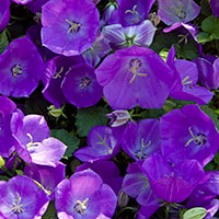 campanula