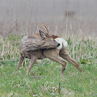copy_naturebook_rabock