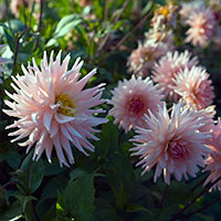 aster2