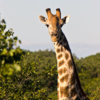 giraff