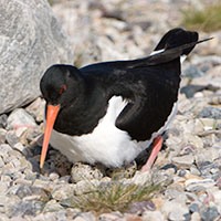 strandskata