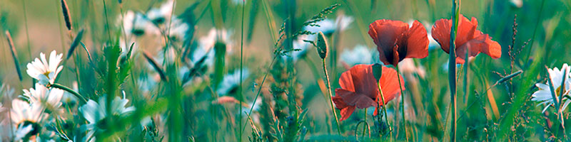 papaver3