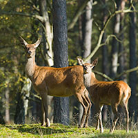 hind_kalv