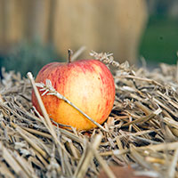 apple