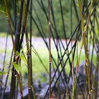 bambu