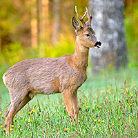 bock
