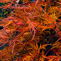 acer
