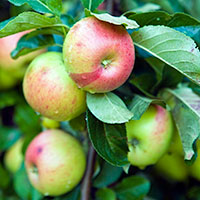 apple