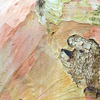 bark