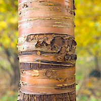bark2