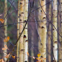 betula