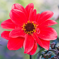 blomma