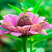 blomma2