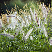 gras