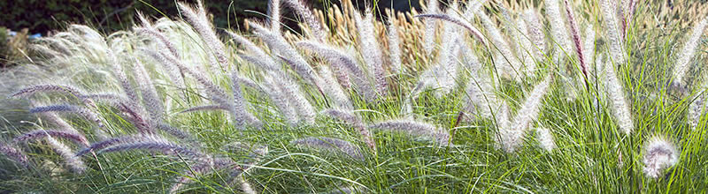 gras