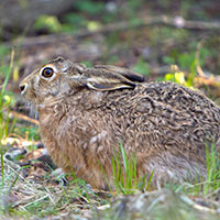 hare