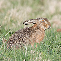 hare2