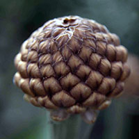 knopp1