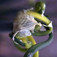 knopp2