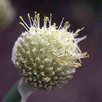 knopp3