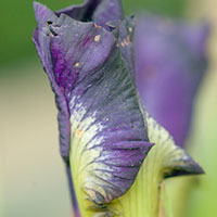 iris