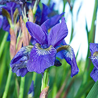 iris2