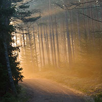 skog_ljus