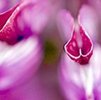 lupin