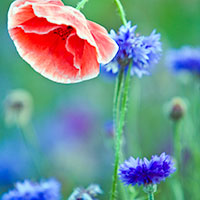 papaver