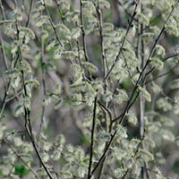 salix