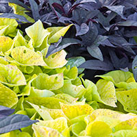 sallad