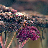 sedum