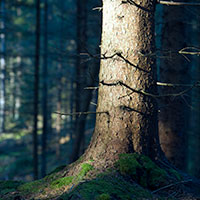 skog_gran