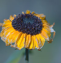 solros2