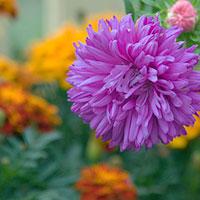 tagetes